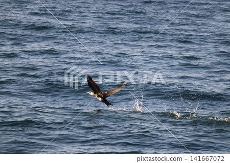 一群野生鳥類聚集在水邊的景象。 一群野生鳥類聚集在水邊的景象。 141667072