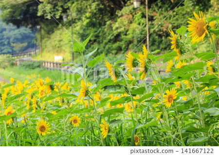 Sunflower fields at Kurihama Flower Park Sunflower fields at Kurihama Flower Park 141667122