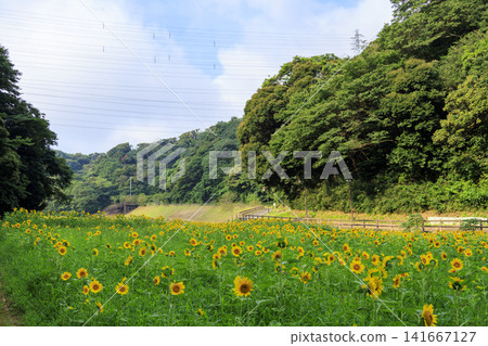 Sunflower fields at Kurihama Flower Park Sunflower fields at Kurihama Flower Park 141667127