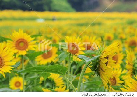 Sunflower fields at Kurihama Flower Park Sunflower fields at Kurihama Flower Park 141667130