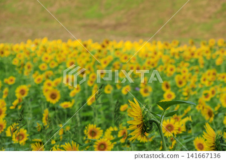 Sunflower fields at Kurihama Flower Park Sunflower fields at Kurihama Flower Park 141667136