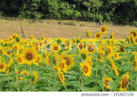 Sunflower fields at Kurihama Flower Park Sunflower fields at Kurihama Flower Park 141667156