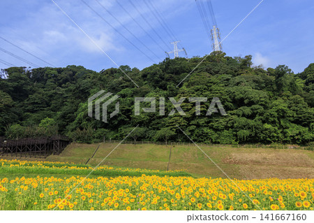 Sunflower fields at Kurihama Flower Park Sunflower fields at Kurihama Flower Park 141667160