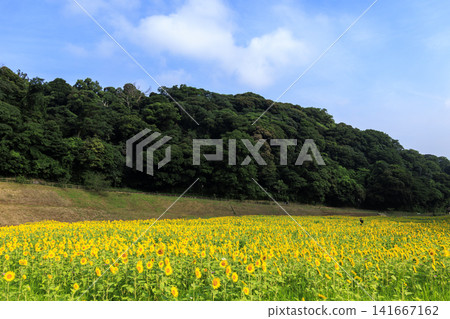 久里濱花卉公園的向日葵花田 久里濱花卉公園的向日葵花田 141667162