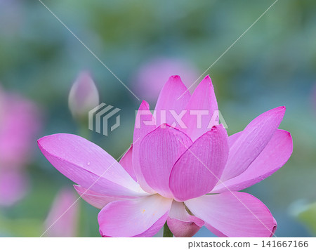 Beautiful pink lotus flower Beautiful pink lotus flower 141667166