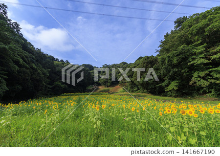 Sunflower fields at Kurihama Flower Park Sunflower fields at Kurihama Flower Park 141667190