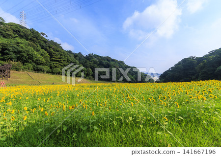 Sunflower fields at Kurihama Flower Park 141667196