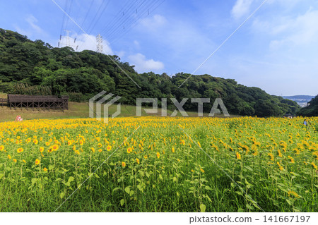 久里濱花卉公園的向日葵花田 久里濱花卉公園的向日葵花田 141667197