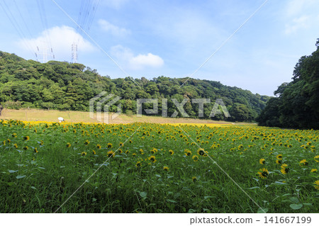 久里濱花卉公園的向日葵花田 久里濱花卉公園的向日葵花田 141667199
