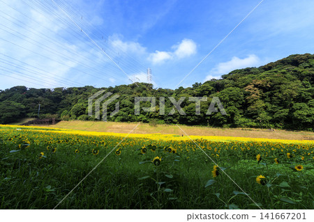 Sunflower fields at Kurihama Flower Park Sunflower fields at Kurihama Flower Park 141667201