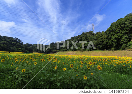 久里濱花卉公園的向日葵花田 久里濱花卉公園的向日葵花田 141667204