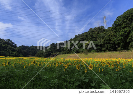 Sunflower fields at Kurihama Flower Park Sunflower fields at Kurihama Flower Park 141667205