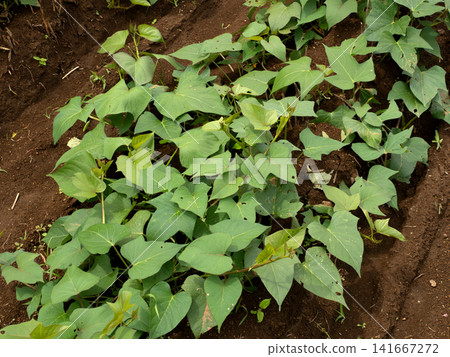 Pesticide-free, organically grown sweet potato field 141667272