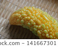 Ripe bitter melon 141667301