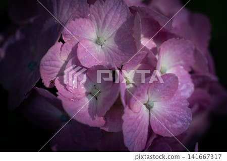 花園裡的繡球花盛開 141667317