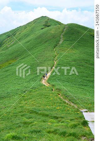 The hikers walked together along a single path on the mountainside of Mt. Senokura in Yuzawa Town, their steps light as they walked along the mountainside covered in a carpet of green. The hikers walked together along a single path on the mountainside of Mt. Senokura in Yuzawa Town, their steps light as they walked along the mountainside covered in a carpet of green. 141667550
