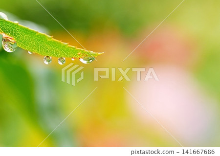 The sparkle of raindrops lined up on the tips of leaves The sparkle of raindrops lined up on the tips of leaves 141667686