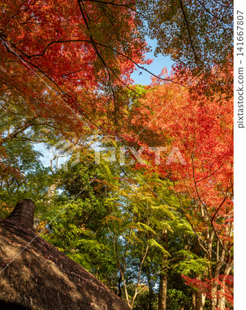 小石川後樂園的秋葉呈現鮮豔的紅色。 小石川後樂園的秋葉呈現鮮豔的紅色。 141667807