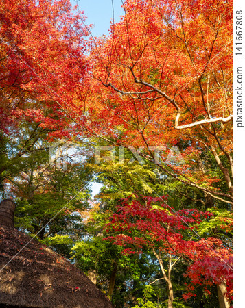 小石川後樂園的秋葉呈現鮮豔的紅色。 小石川後樂園的秋葉呈現鮮豔的紅色。 141667808