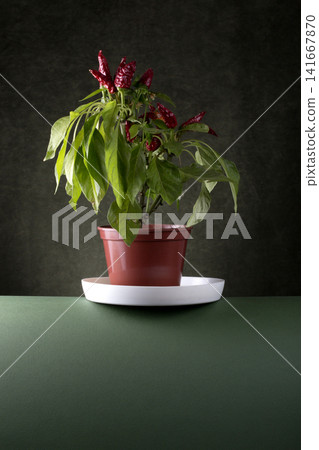 Still life with a bush of decorative pepper Kapsikum in a pot 141667870