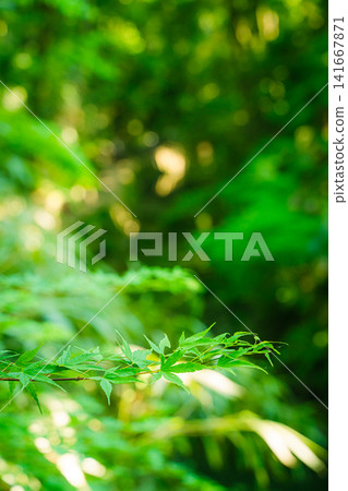 Fresh green leaves illuminated by sunlight Fresh green leaves illuminated by sunlight 141667871