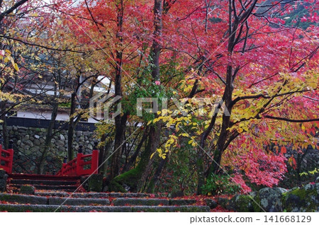 秋季,岐阜縣飯比川町谷組町的橫造寺,紅橋和三層寶塔在樹葉變色時,景色壯麗。 秋季,岐阜縣飯比川町谷組町的橫造寺,紅橋和三層寶塔在樹葉變色時,景色壯麗。 141668129