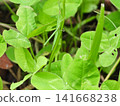 I found a grasshopper hiding among the blades of grass. 141668238