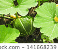 A pumpkin found among the green leaves 141668239