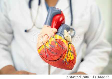 Cardiovascular disease CVD, doctor with heart human model anatomy for treatment patient in hospital. Cardiovascular disease CVD, doctor with heart human model anatomy for treatment patient in hospital. 141668356