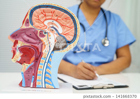 Asian doctor with half head and neck with vessels model. Asian doctor with half head and neck with vessels model. 141668370