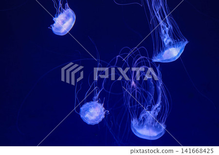 Sea creatures (jellyfish) Sea creatures (jellyfish) 141668425