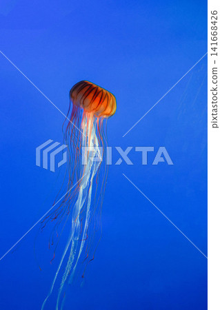 Sea creatures (jellyfish) Sea creatures (jellyfish) 141668426