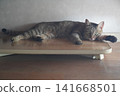 Kijitora staring 141668501
