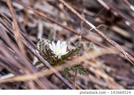A single chrysanthemum blooms – the arrival of spring. A single chrysanthemum blooms – the arrival of spring. 141668524