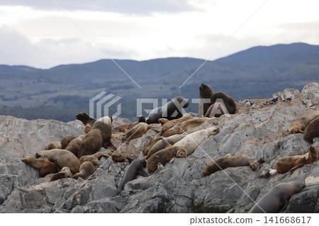 Sea lions in the Beagle Channel off Ushuaia Sea lions in the Beagle Channel off Ushuaia 141668617