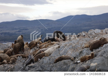 A group of sea lions in the Beagle Channel off Ushuaia A group of sea lions in the Beagle Channel off Ushuaia 141668618