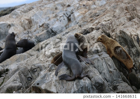 Sea lions in the Beagle Channel off Ushuaia Sea lions in the Beagle Channel off Ushuaia 141668631