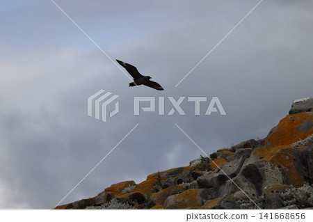 Wild birds flying over the Beagle Channel in Ushuaia Wild birds flying over the Beagle Channel in Ushuaia 141668656