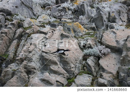 Rocky shores and seabirds in the Beagle Channel of Ushuaia Rocky shores and seabirds in the Beagle Channel of Ushuaia 141668660