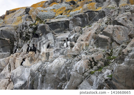 Seabirds in the Beagle Channel of Ushuaia Seabirds in the Beagle Channel of Ushuaia 141668665