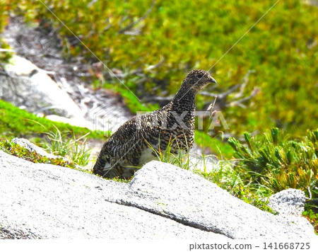 Rock ptarmigan (summer plumage) inhabiting high mountains, Central Alps Rock ptarmigan (summer plumage) inhabiting high mountains, Central Alps 141668725