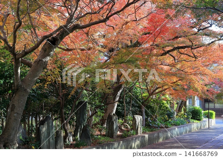 秋葉裝點通往神社的小路。 秋葉裝點通往神社的小路。 141668769