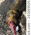 Close-up of the head of a young bigfin reef squid caught while squid fishing in the fall. 141669026