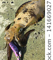 Results of catching young bigfin reef squid while squid fishing in autumn 141669027