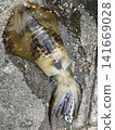 A nice-sized bigfin reef squid caught while eging in late autumn. 141669028