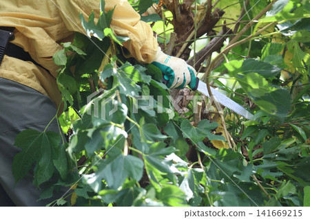 A woman cutting the branches of a mulberry tree A woman cutting the branches of a mulberry tree 141669215