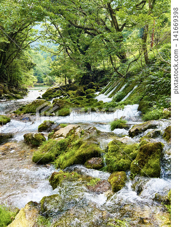 A mossy river that shines in fresh greenery A mossy river that shines in fresh greenery 141669398