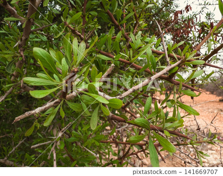 argan Green tree branches with narrow leaves argan Green tree branches with narrow leaves 141669707