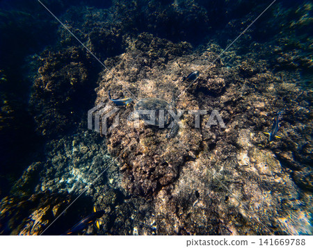 Shallow Seascape Over Coral and Stones Shallow Seascape Over Coral and Stones 141669788