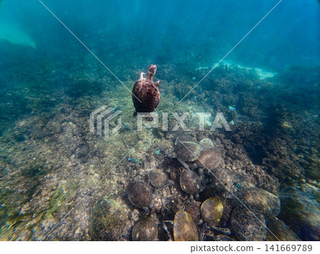 Graceful Sea Turtle Moving Through Open Water Graceful Sea Turtle Moving Through Open Water 141669789